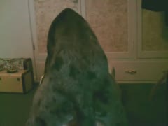 In this amazing animal fucking film, a backdoor sex newbie has her juvenile chocolate hole fucked valuable.